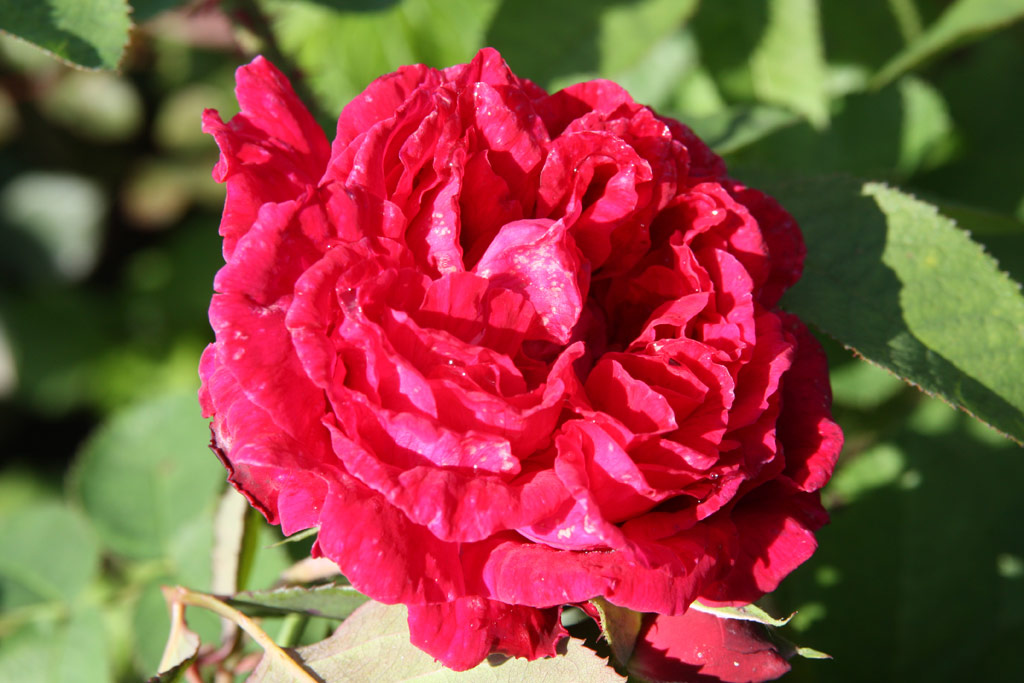 růže Wenzel Geschwind