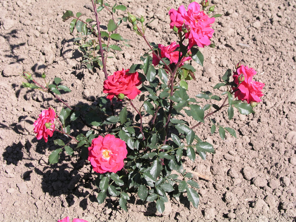 růže Werner Teschendorff