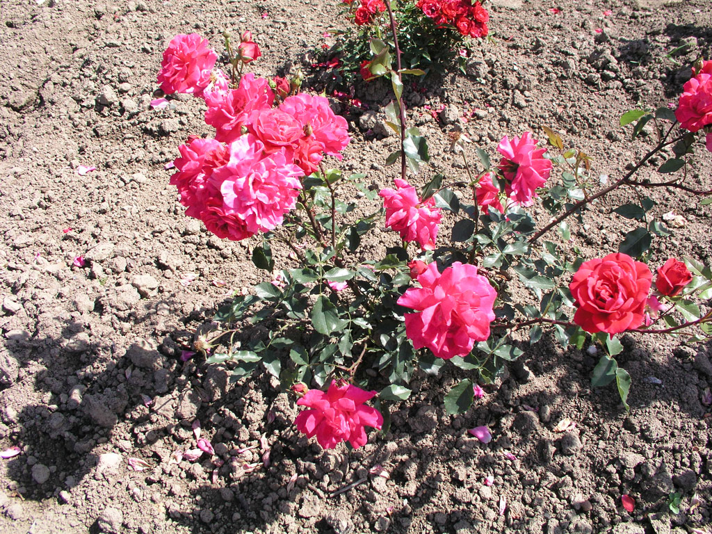 růže Werner Teschendorff