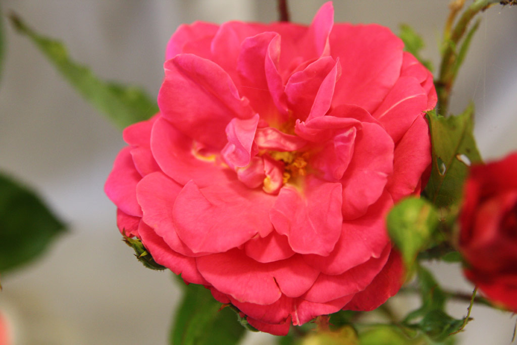 růže Werner Teschendorff