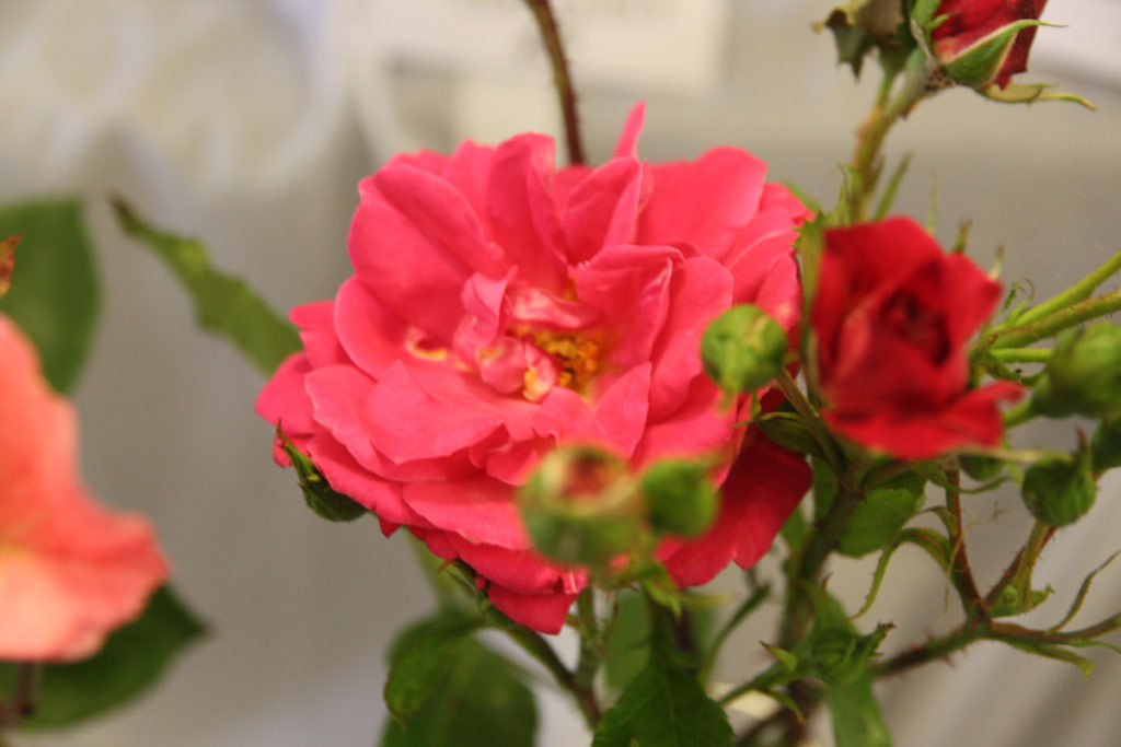 růže Werner Teschendorff