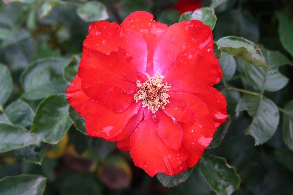 růže Wesselnyi Mikls Emlke