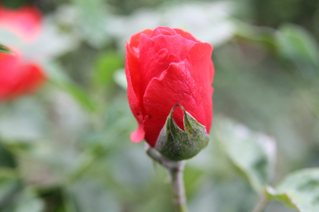 růže Wesselnyi Mikls Emlke