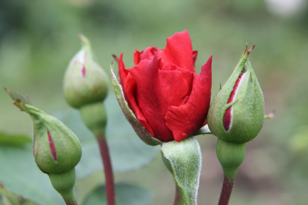 růže Wesselnyi Mikls Emlke