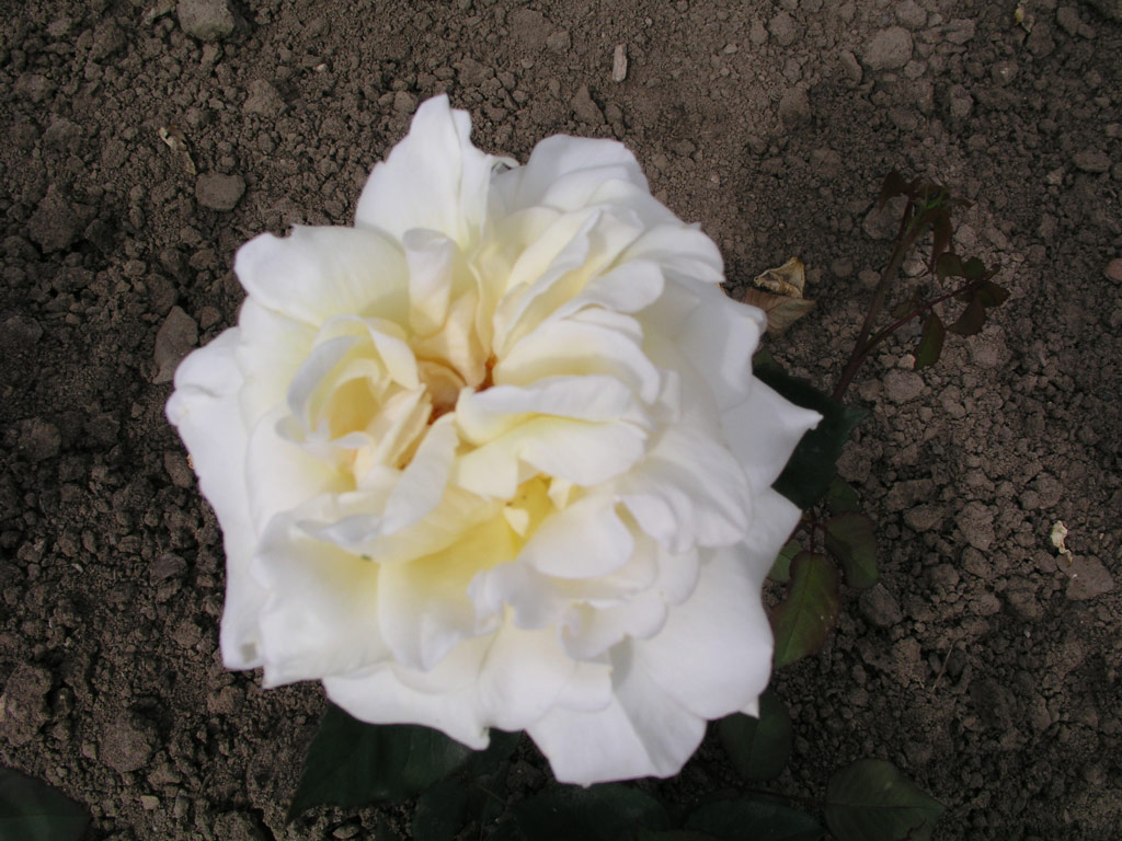 růže Westfield Star