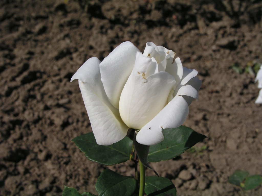 růže White Christmas