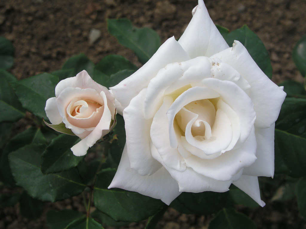 růže White Christmas