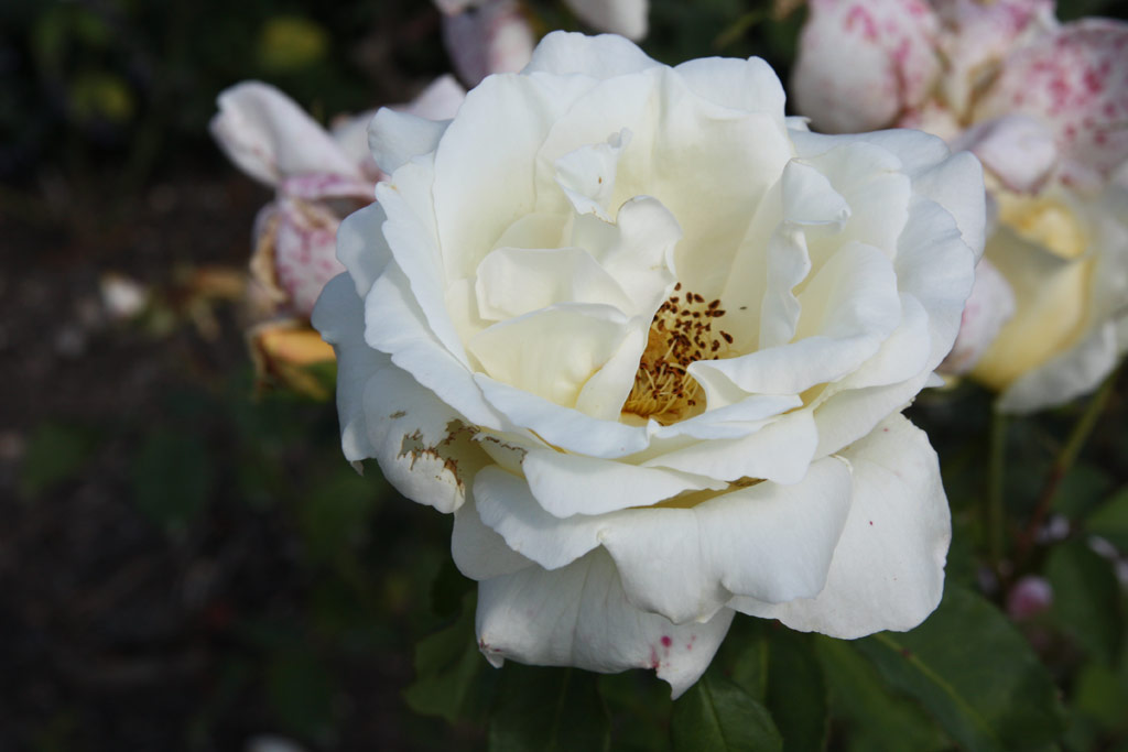 růže White Christmas