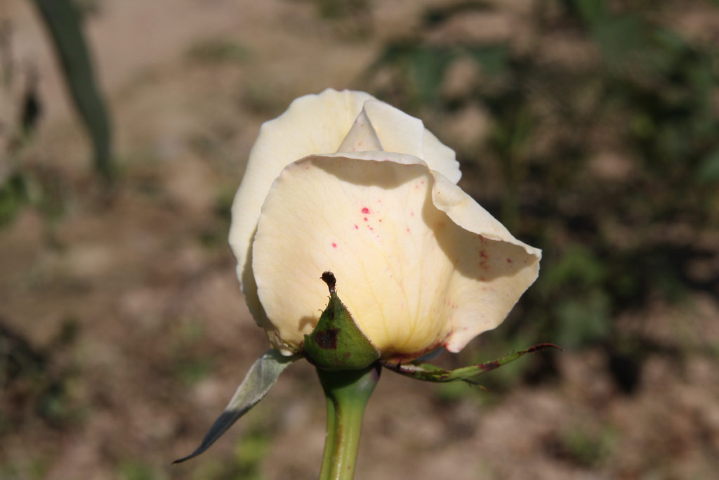 růže White Christmas