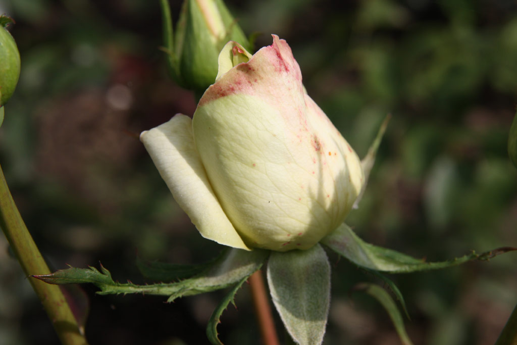 růže White Christmas