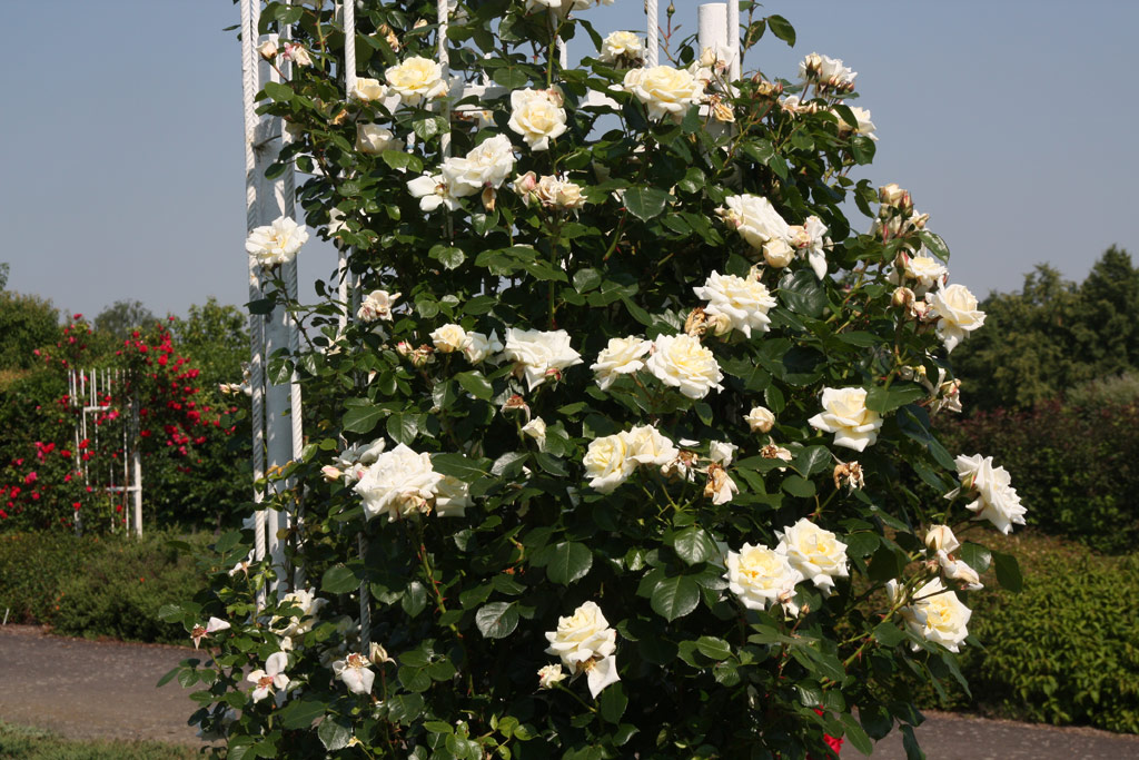 růže White Cockade