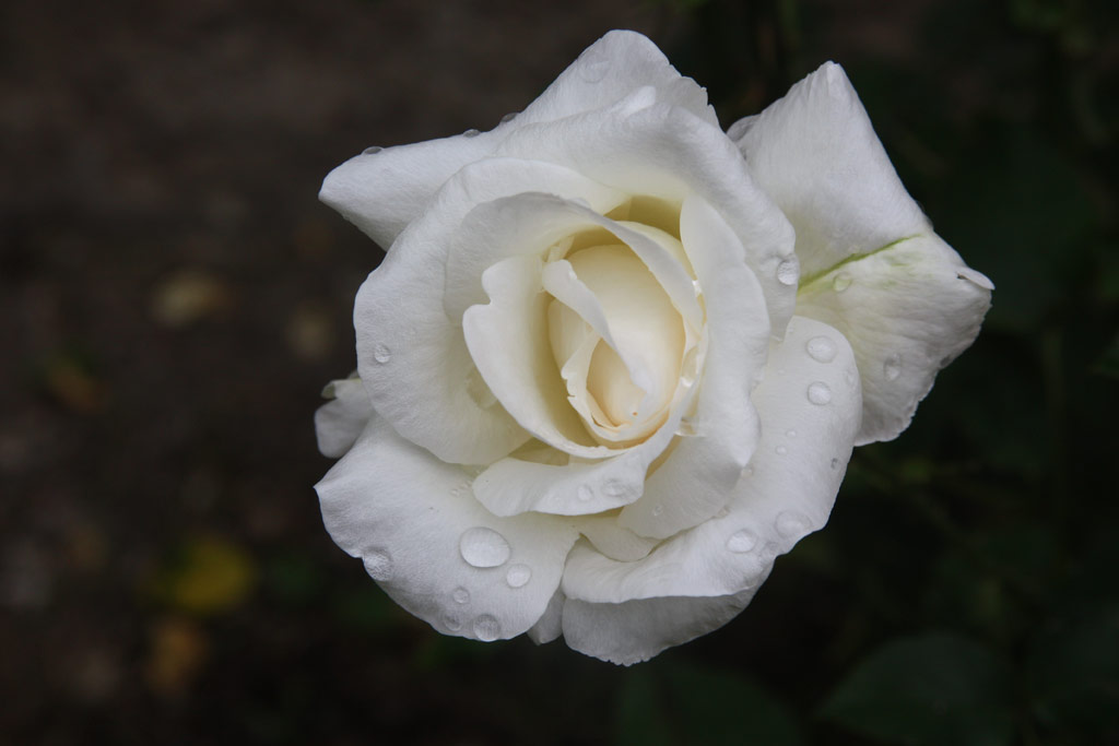 růže White Cockade