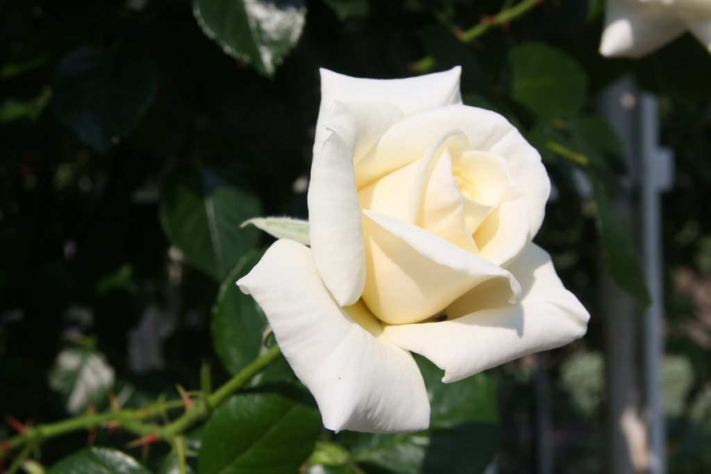 růže White Cockade