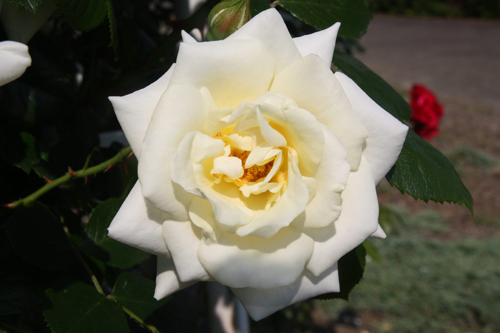 růže White Cockade