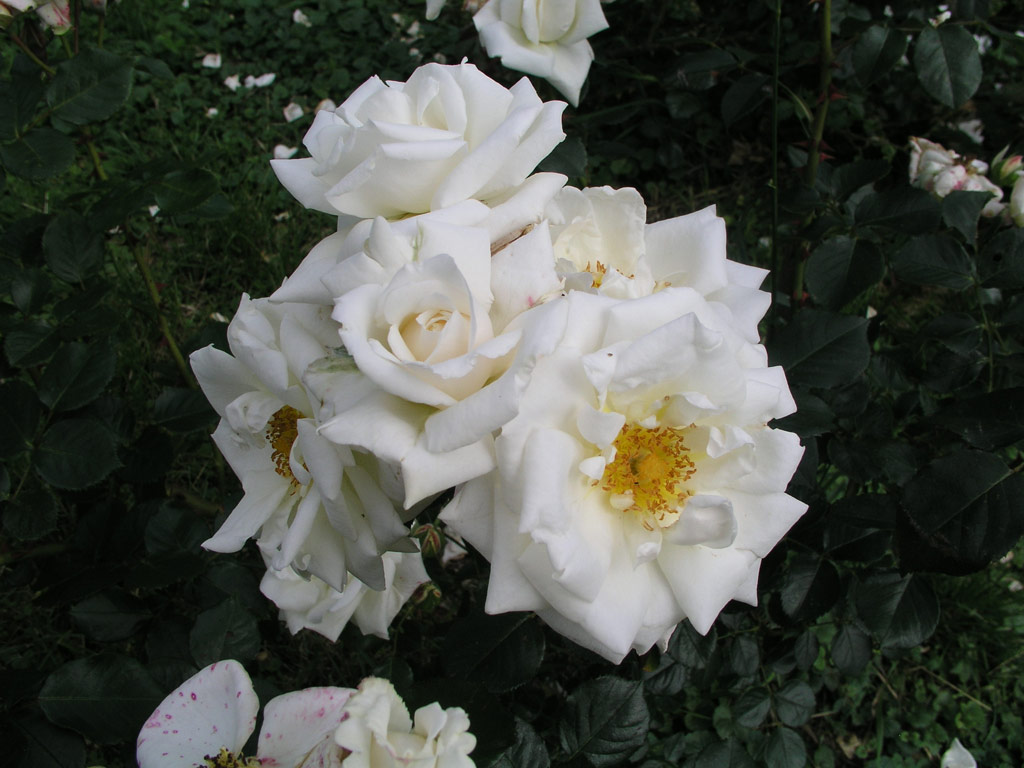 růže White Cockade