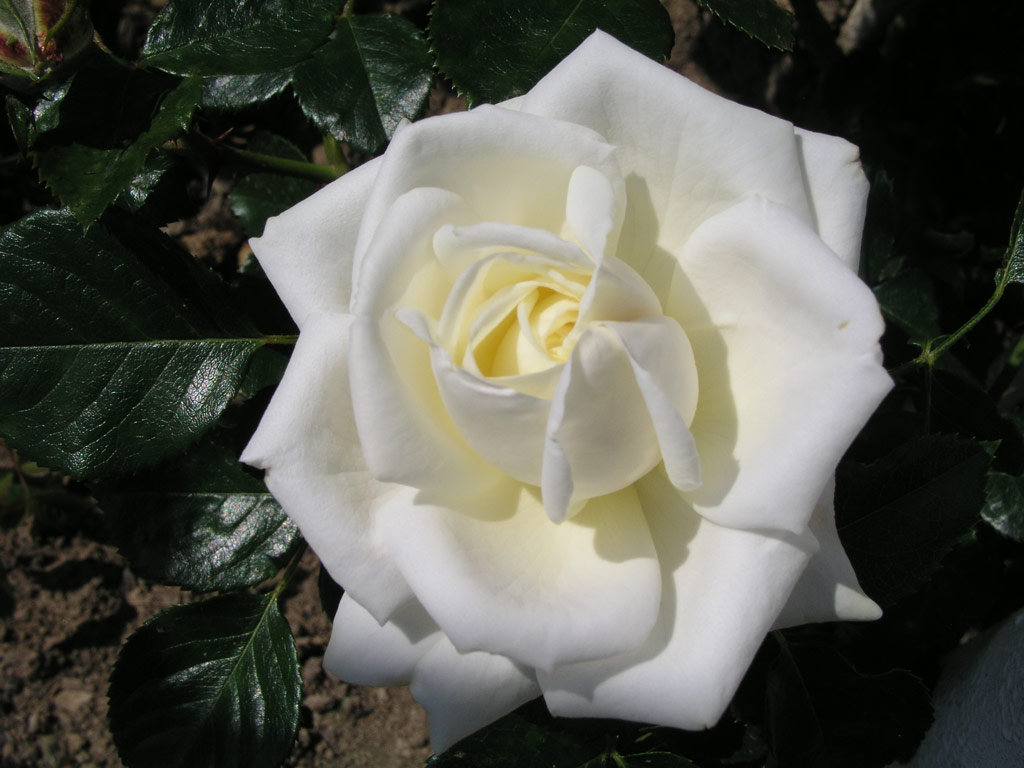 růže White Cockade