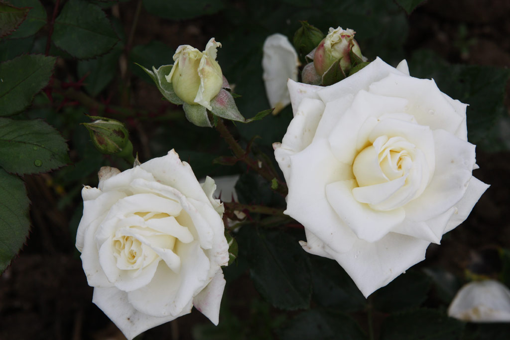 růže White Cockade