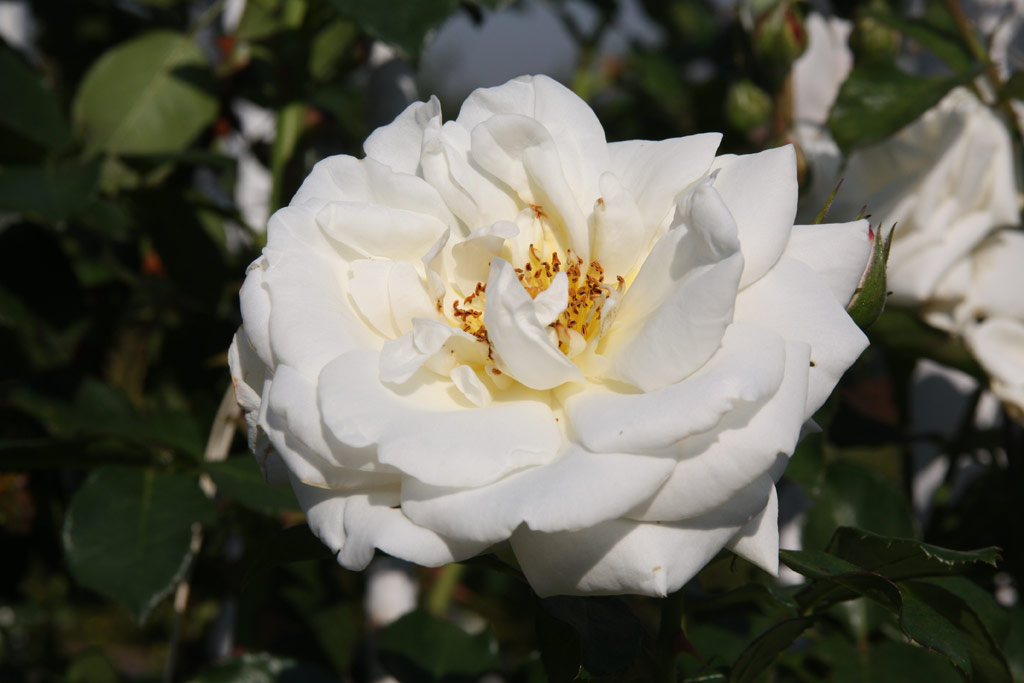 růže White Cockade