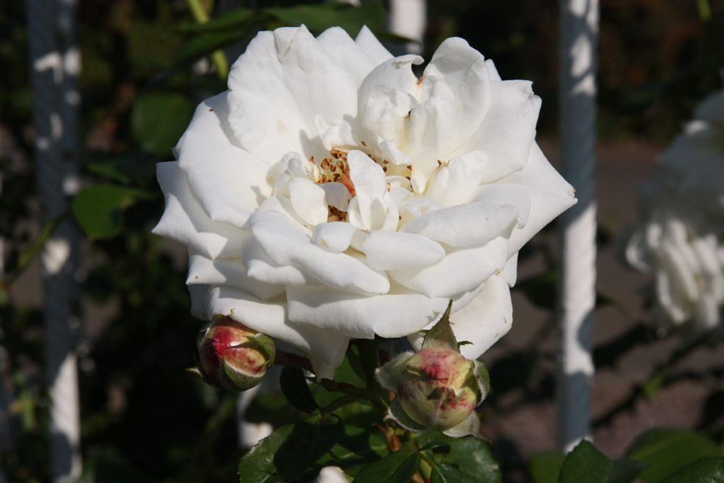 růže White Cockade