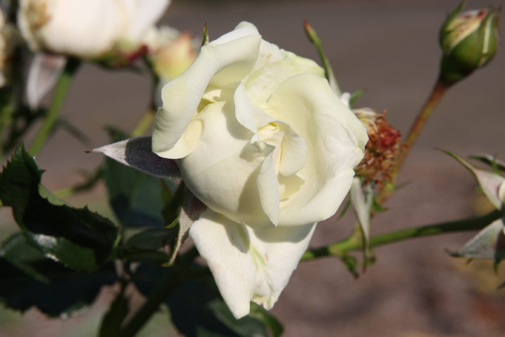 růže White Cockade