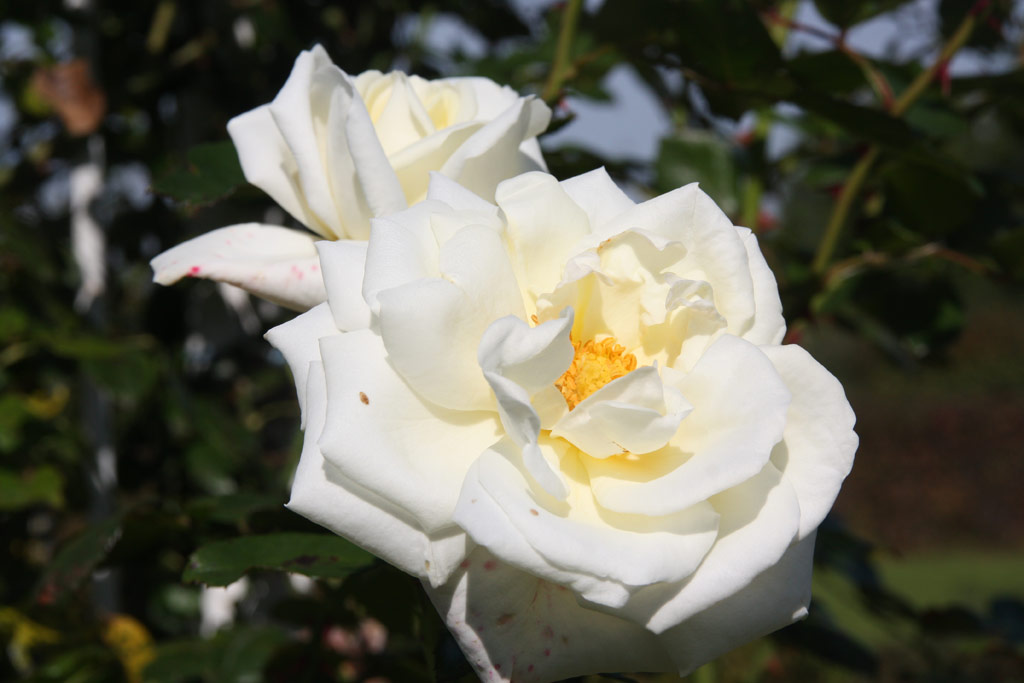 růže White Cockade