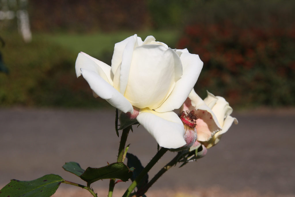 růže White Cockade