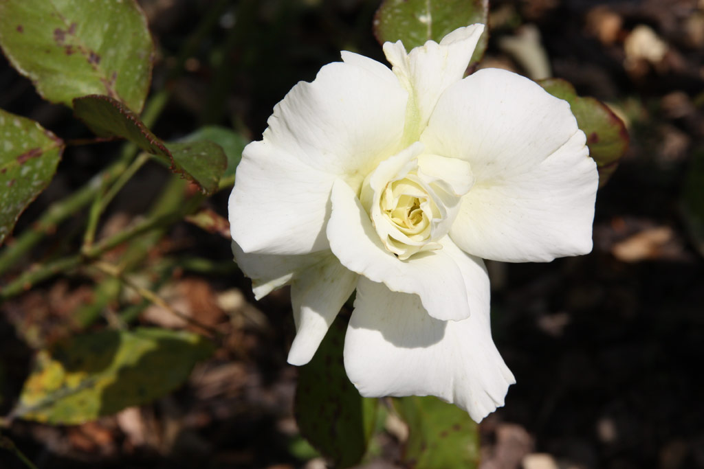 růže White Masterpiece