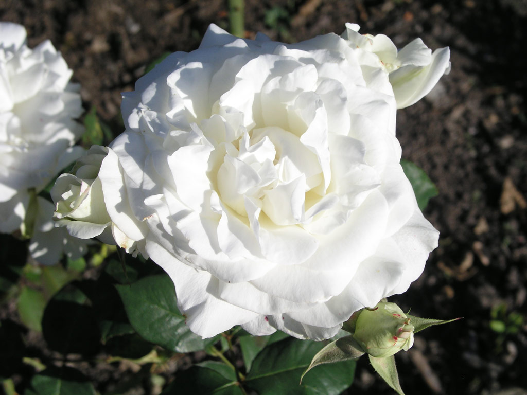 růže White Masterpiece