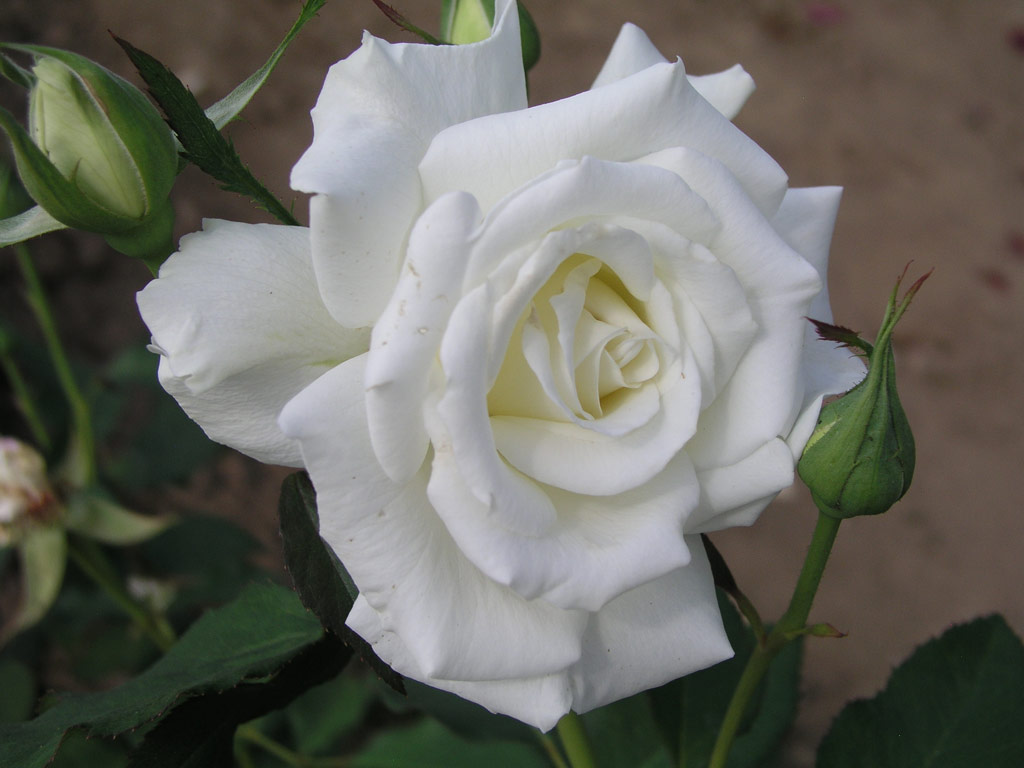 růže White Masterpiece