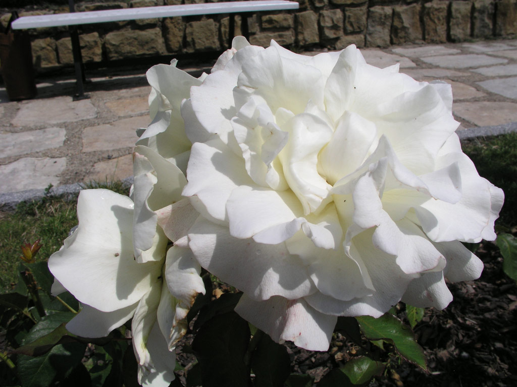 růže White Masterpiece