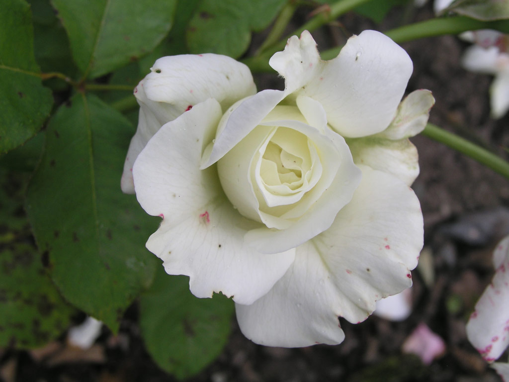 růže White Masterpiece