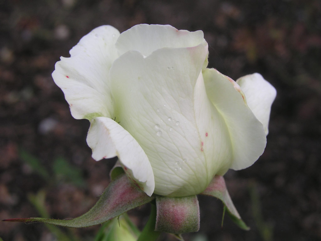 růže White Masterpiece