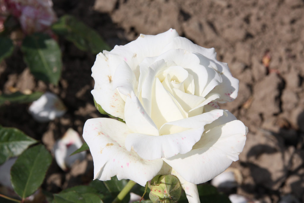 růže White Masterpiece