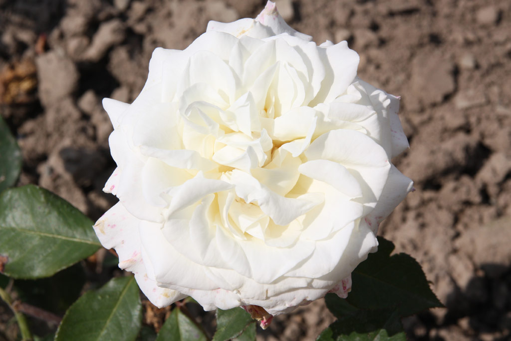 růže White Masterpiece