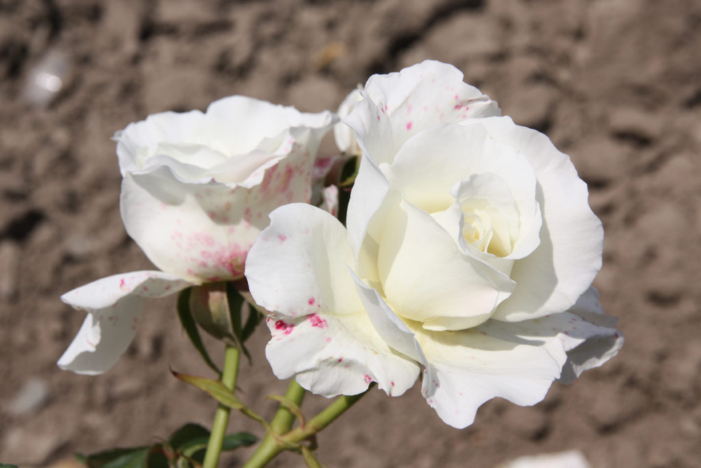 růže White Masterpiece