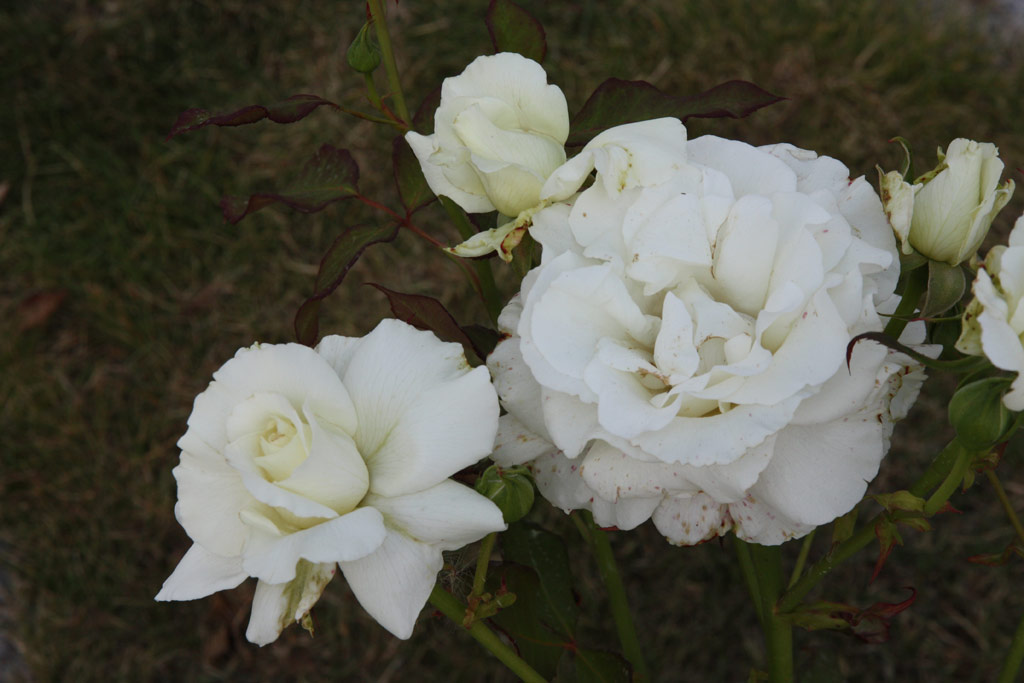 růže White Masterpiece