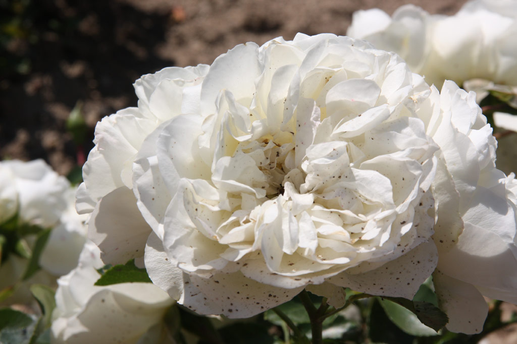 růže White Meidiland