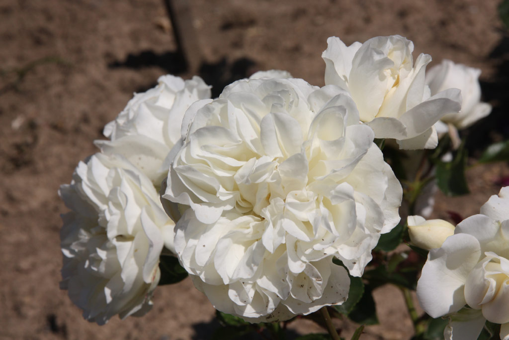 růže White Meidiland