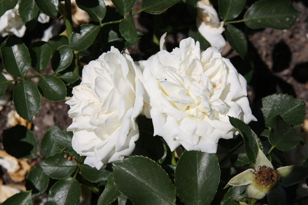 růže White Meidiland