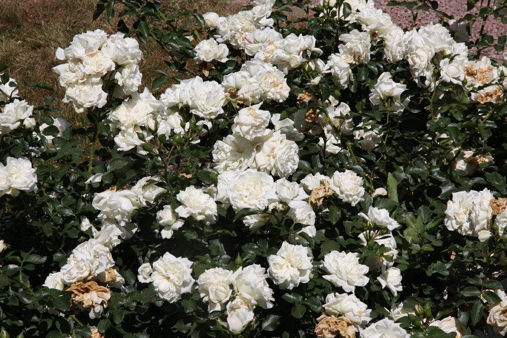 růže White Meidiland