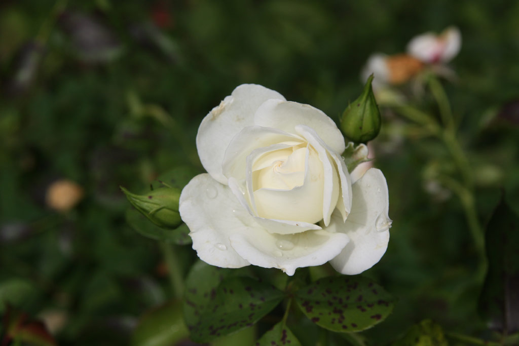 růže White Meidiland