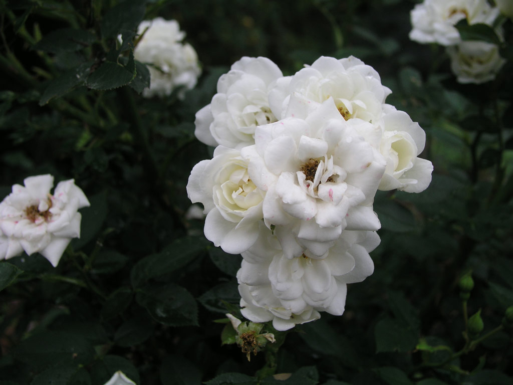 růže White Meidiland