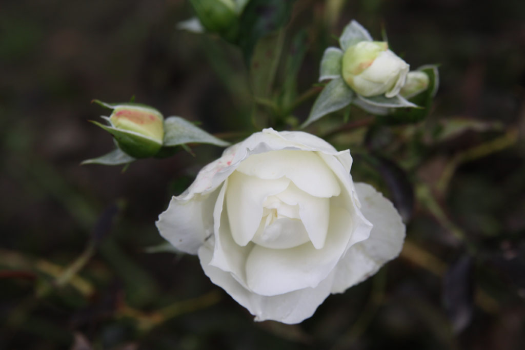 růže White Meidiland