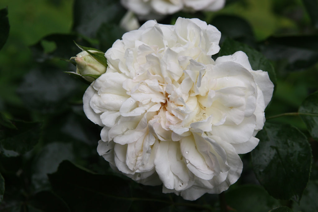 růže White Meidiland