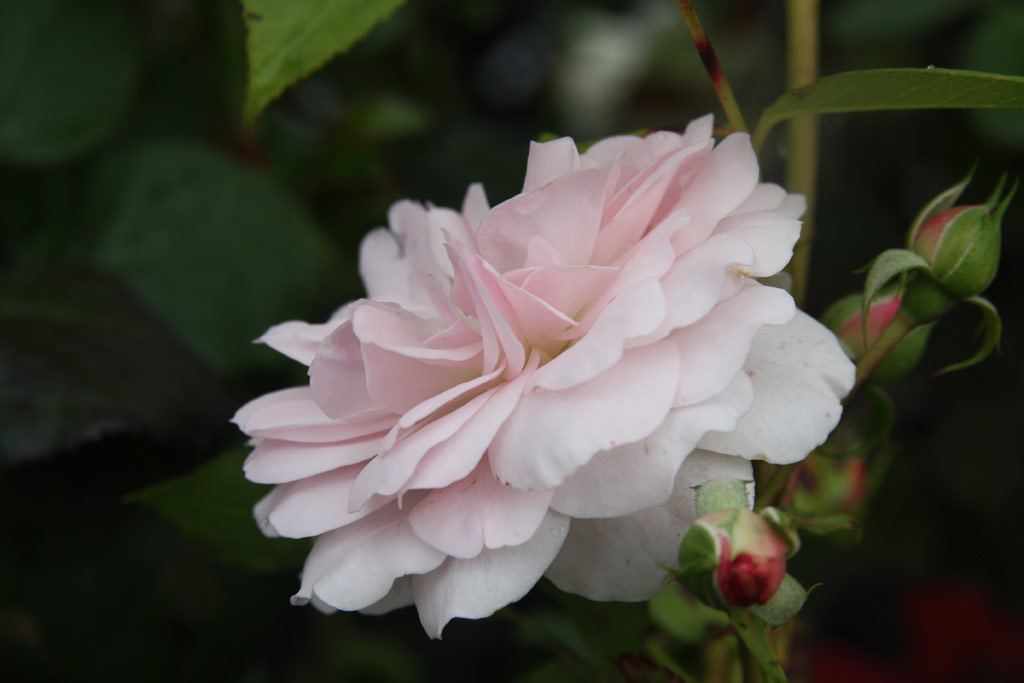 růže White Princess