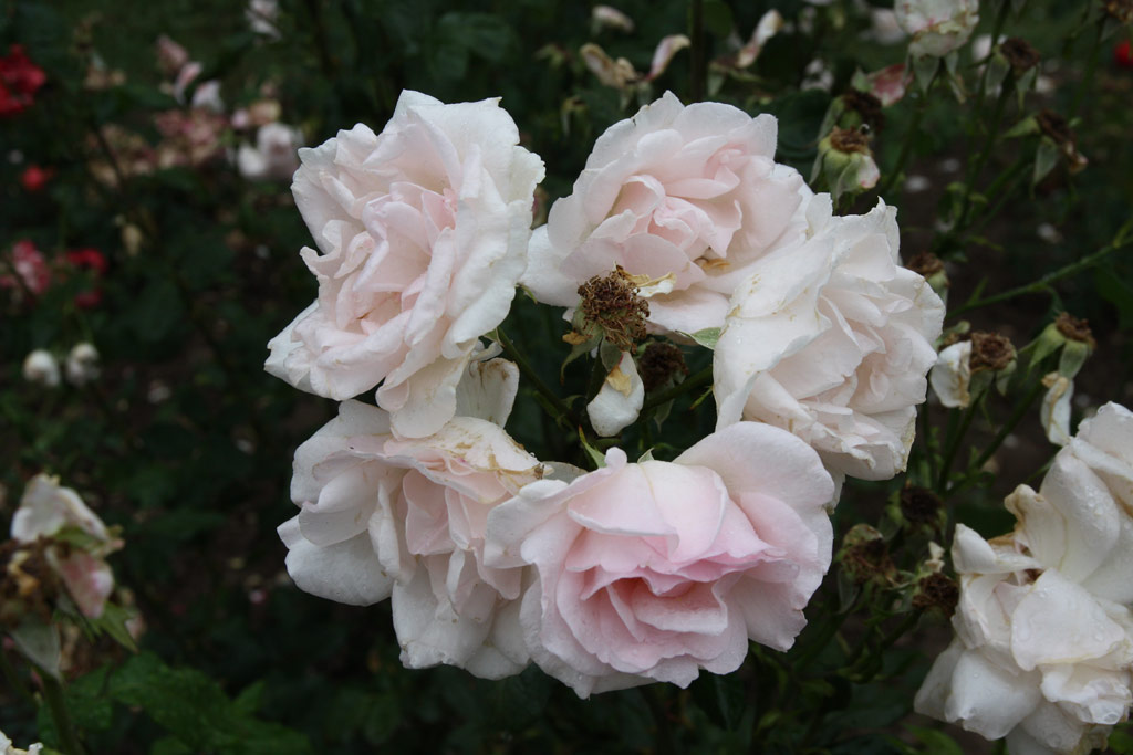 růže White Queen Elizabeth