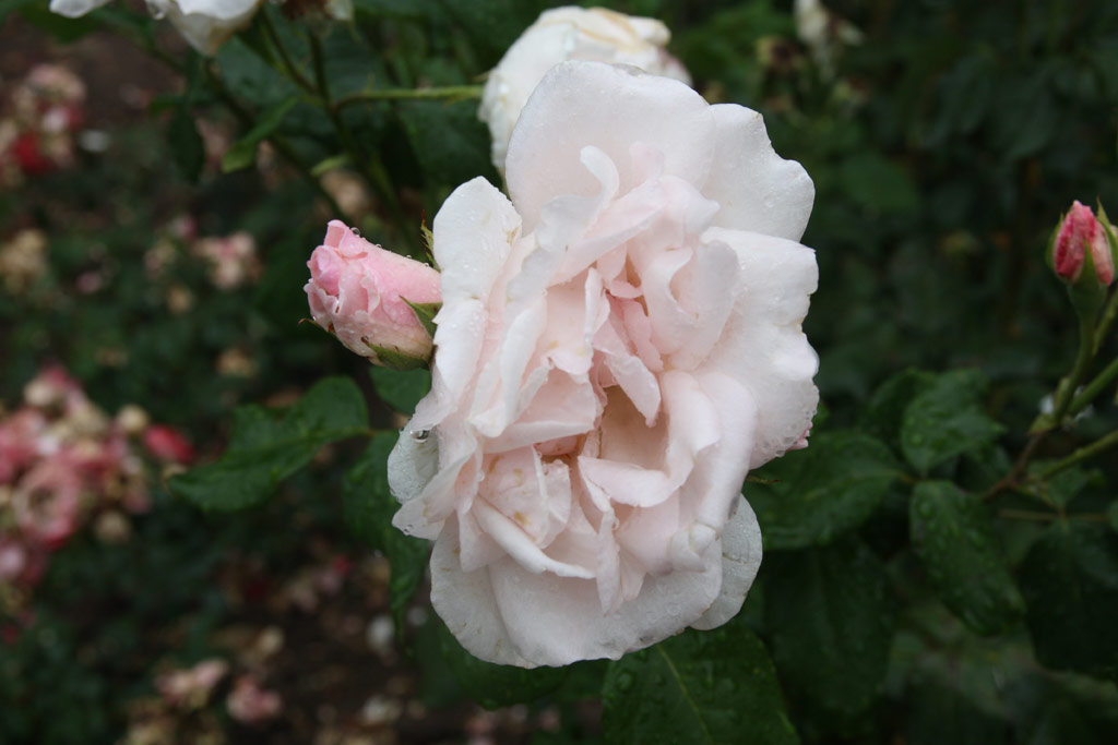 růže White Queen Elizabeth