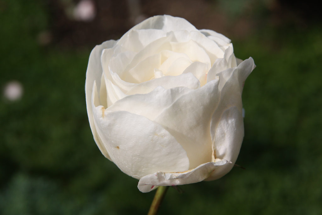 růže White Queen Elizabeth