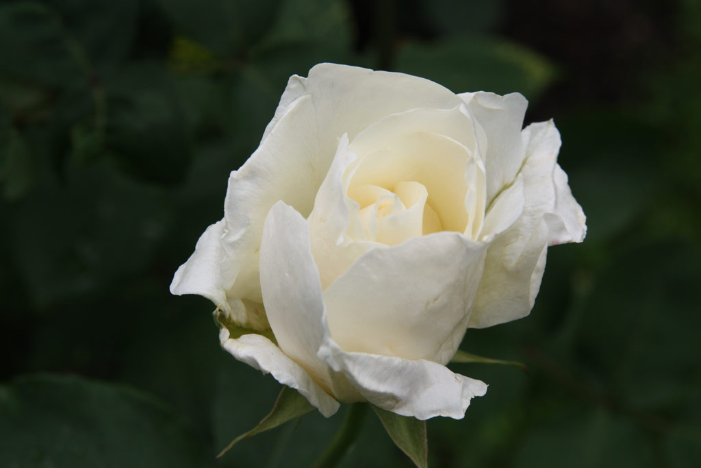 růže White Queen Elizabeth