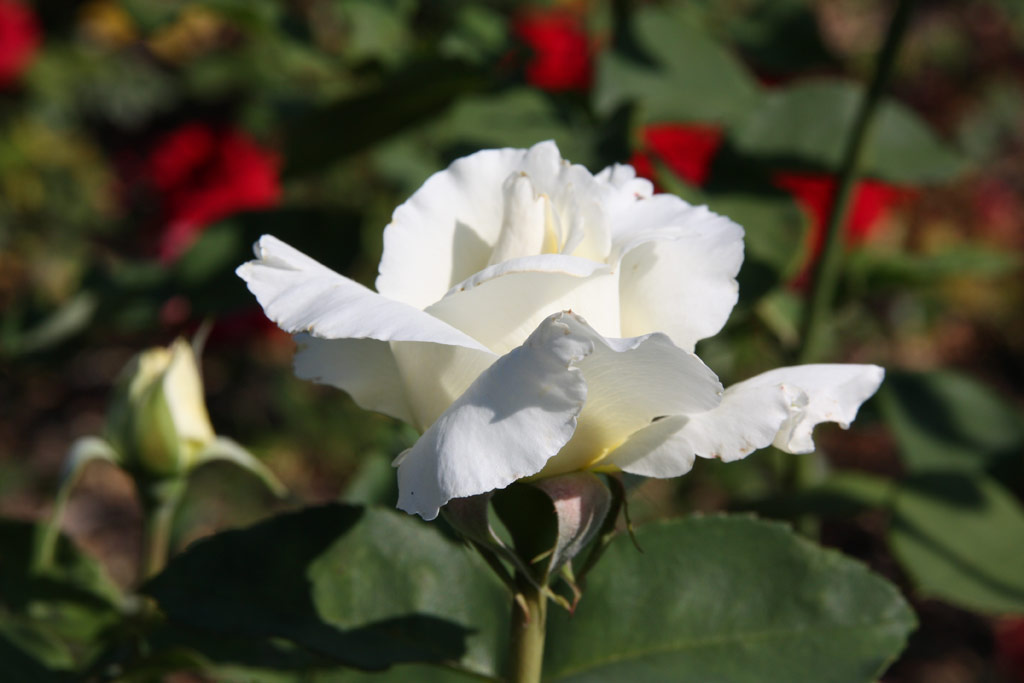 růže White Weekend